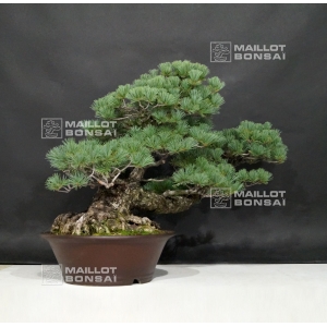 vendu-pinus-pentaphylla-du-japon-ref-11090182