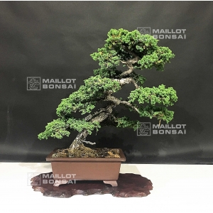 juniperus-procumbens-ref-17040182