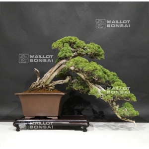 vendu-juniperus-chinensis-ref-11090183