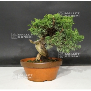 juniperus-chinensis-var-itoigawa-ref-07090184