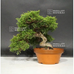 juniperus-chinensis-var-itoigawa-ref-07090185