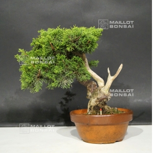 vendu-juniperus-chinensis-var-itoigawa-ref-0709