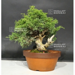 vendu-juniperus-chinensis-var-itoigawa-ref-0709