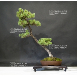VENDU Pinus pentaphylla 6090181
