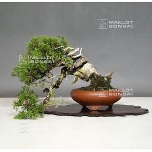 vendu-juniperus-chinensis-itoigawa-ref-12100184