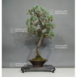 Pinus pentaphylla ref 12100185