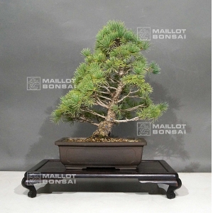 pinus pentaphylla ref:22101082