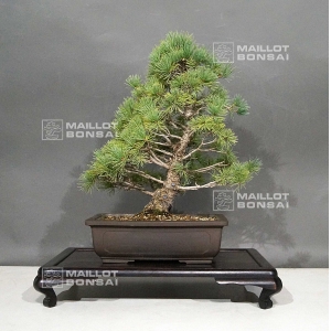 pinus-pentaphylla-ref-22101082