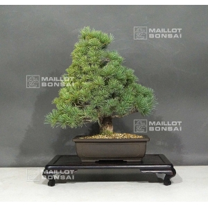 pinus pentaphylla ref:22101084