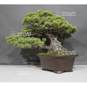 pinus pentaphylla ref:22101085
