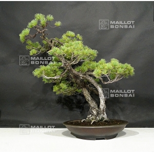 pinus-pentaphylla-ref-28090181