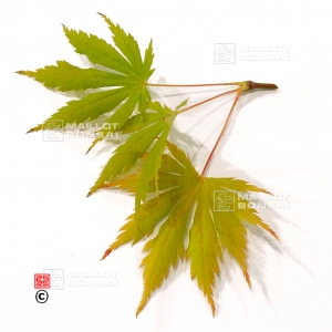 graines d'acer matsumurae green trompenburg