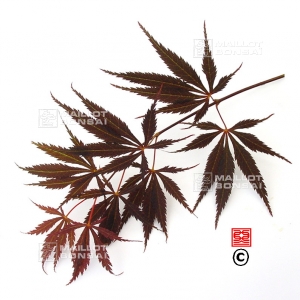 acer-matsumurae-seeds-burgundy-lace