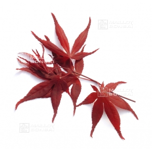 Graines d'acer amoenum bloodgood