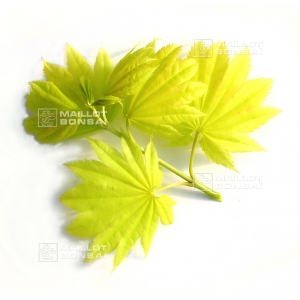 graines-d-acer-shirasawanum-aureum