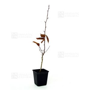 fagus-crenata-seedling-25-40cm