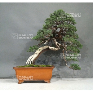 pt-juniperus-chinensis-itoigawa-25050181