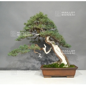 juniperus-chinensis-ref-9090171