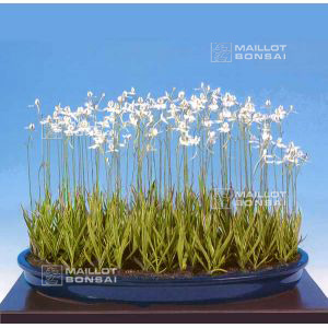 habenaria-radiata-vendu-a-l-unite-pot-bonsai