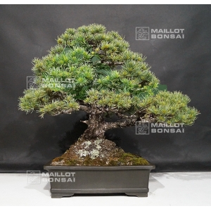 pinus-pentaphylla-ref-11090171