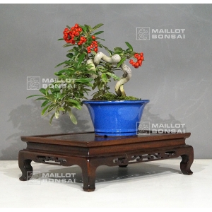 vendu-pyracantha-angustifolia-ref-13110183
