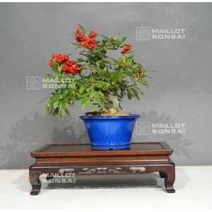 vendu-pyracantha-angustifolia-ref-13110185