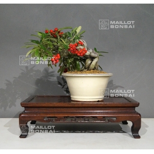 vendu-pyracantha-angustifolia-ref-13110186