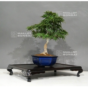 acer-palmatum-mikawa-yatsubusa-ref-17100181