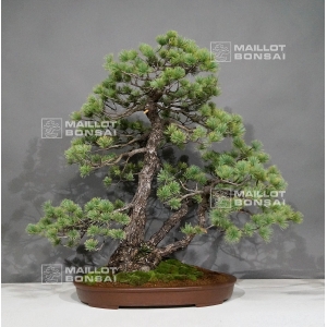 pinus-pentaphylla-ref-29100182