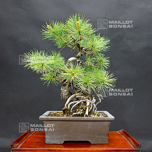 pinus-pentaphylla-ref-29100185