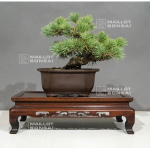 vendu-pinus-pentaphylla-ref-29100188