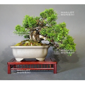 juniperus-chinensis-itoigawa-ref-29050192