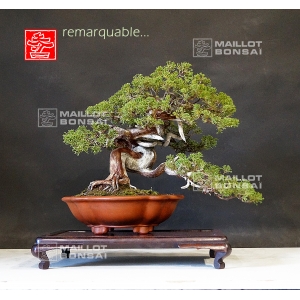 vendu-juniperus-chinensis-itoigawa-ref-14040191