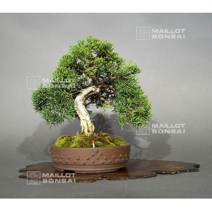 vendu-juniperus-chinensis-var-itoigawa-ref-29050