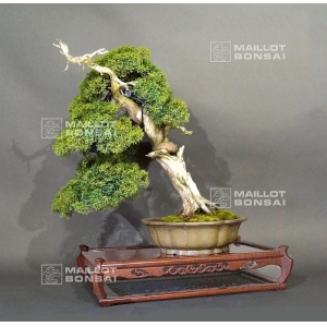 vendu-juniperus-chinensis-ref-29050195
