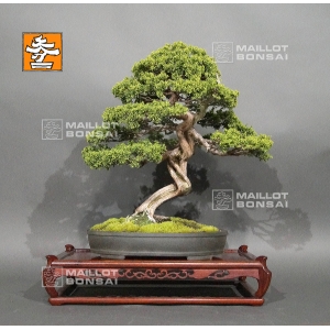 VENDU juniperus chinensis itoigawa ref : 29050196