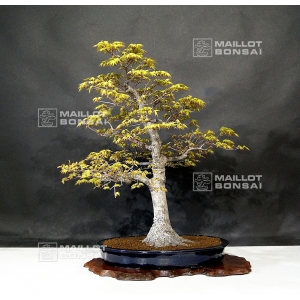 acer-palmatum-ref-25040191