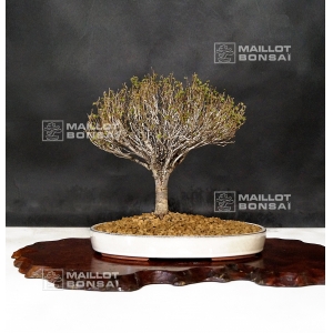 vendu-zelkova-serrata-ref-25040192