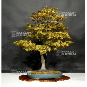 acer-palmatum-ref-25040193