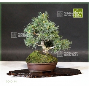 pinus-pentaphylla-ref-19040195