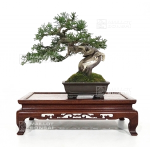 vendu-juniperus-chinensis-itoigawa-ref-26020192