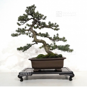 vendu-taxus-cuspidata-du-japon-ref-26020193