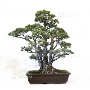 vendu Pinus pentaphylla 26090181