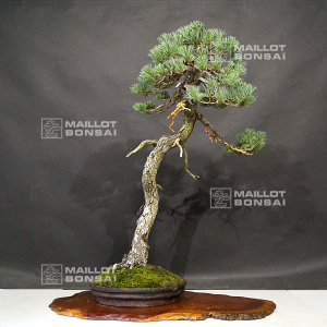 vendu-pinus-pentaphylla-ref-17100181