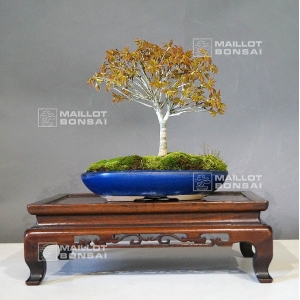 vendu-acer-palmatum-kiyohime-ref-06030194