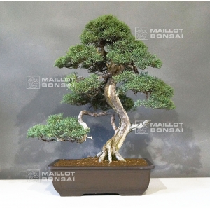 vendu-juniperus-chinensis-ref-060030192