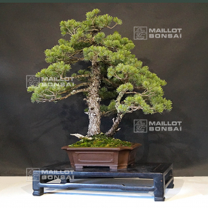 pinus-pentaphylla-ref-060301910