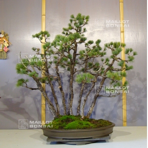 pinus-pentaphylla-du-japon-ref-10070172