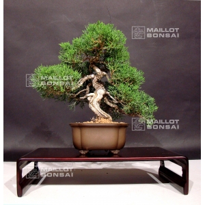 vendu-juniperus-chinensis-itoigawa-ref-7070191