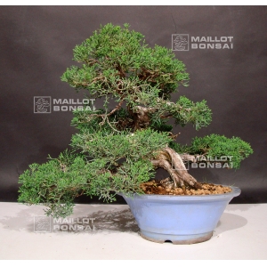 VENDU juniperus chinensis ref 7070192